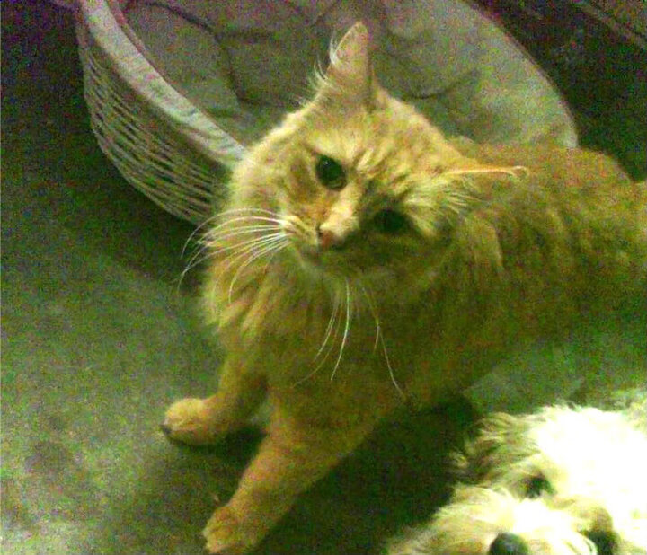 德甲劲爆瞬间:节奏紧凑,精彩不断!,德甲经典比赛