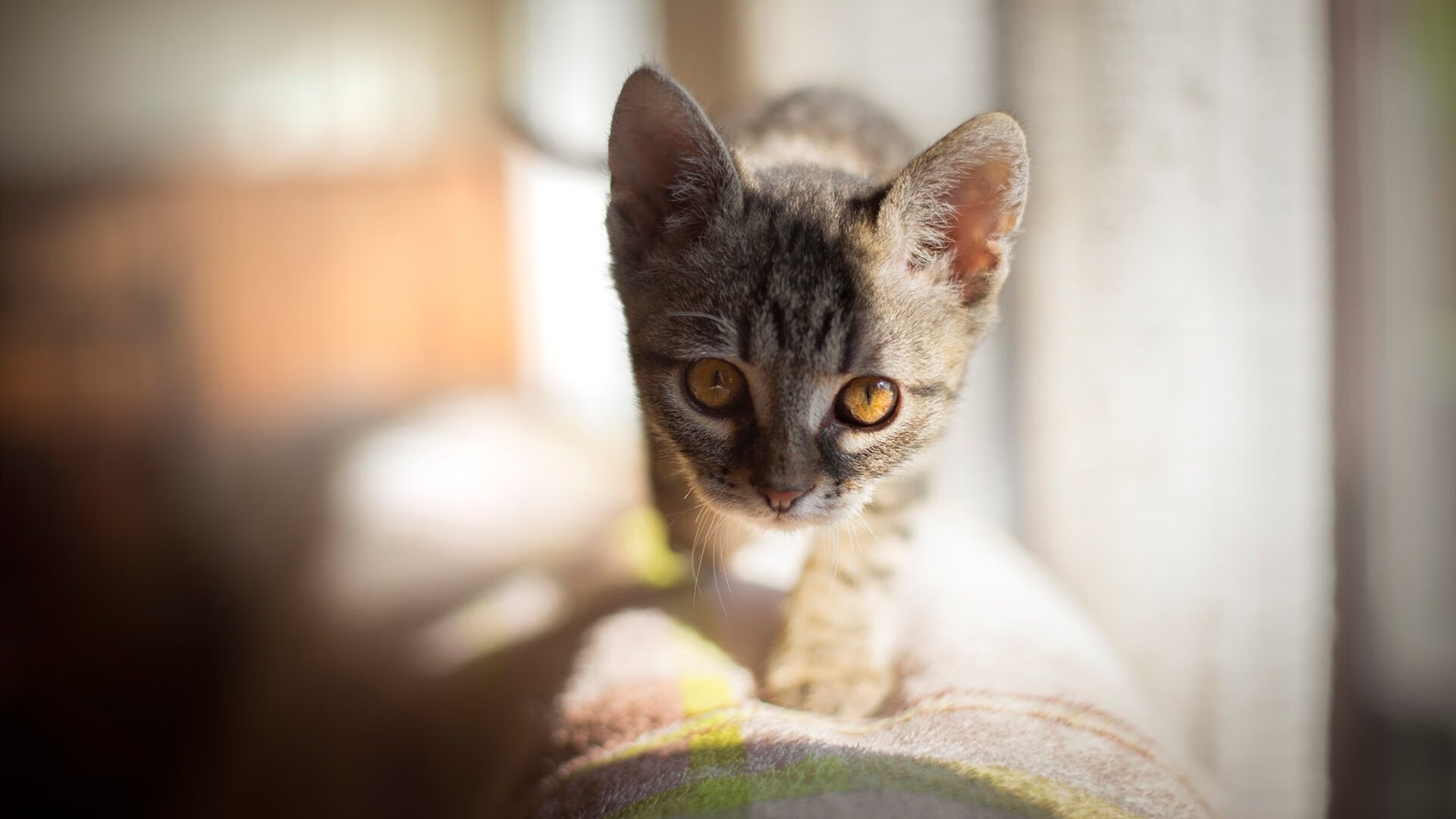 欧洲杯精彩激战：突破、阵地战、防守反击俱佳，欧洲杯揭幕战依98db in