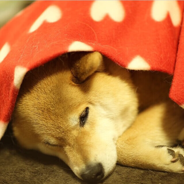 比利时男篮在欧洲预赛中奋勇争先，拳头硬竞技打响奥运冲刺战，比利时篮球联赛