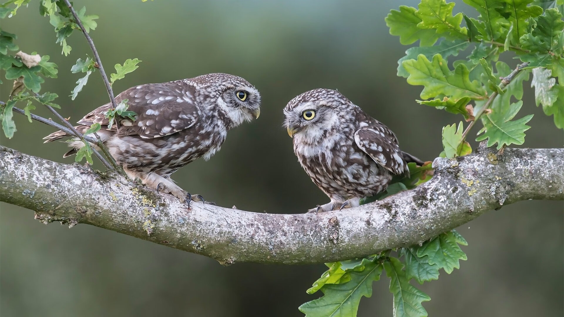 法甲新人崭露头角：未来巨星闪耀绿茵！，法甲队员