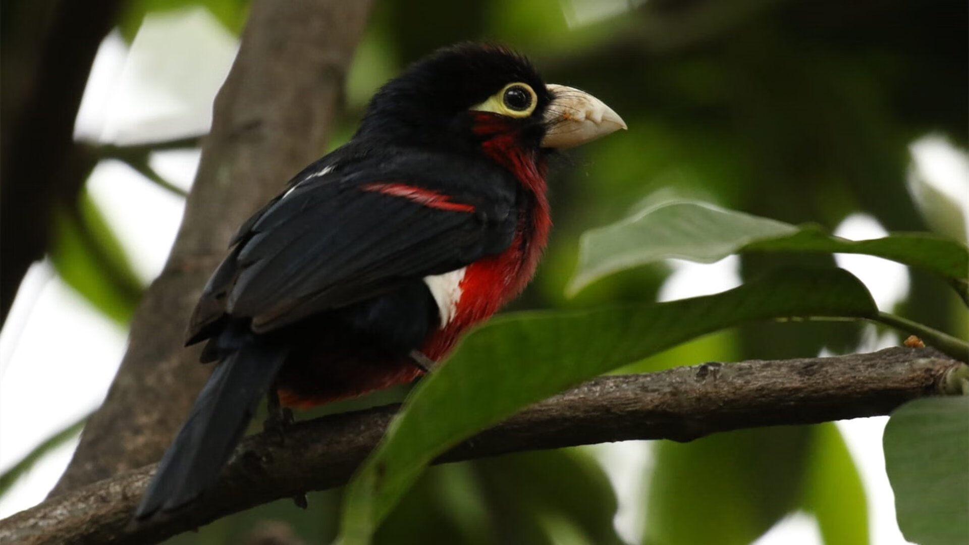 澳洲队稳定发挥赢得教练和观众肯定,澳洲足球职业联赛