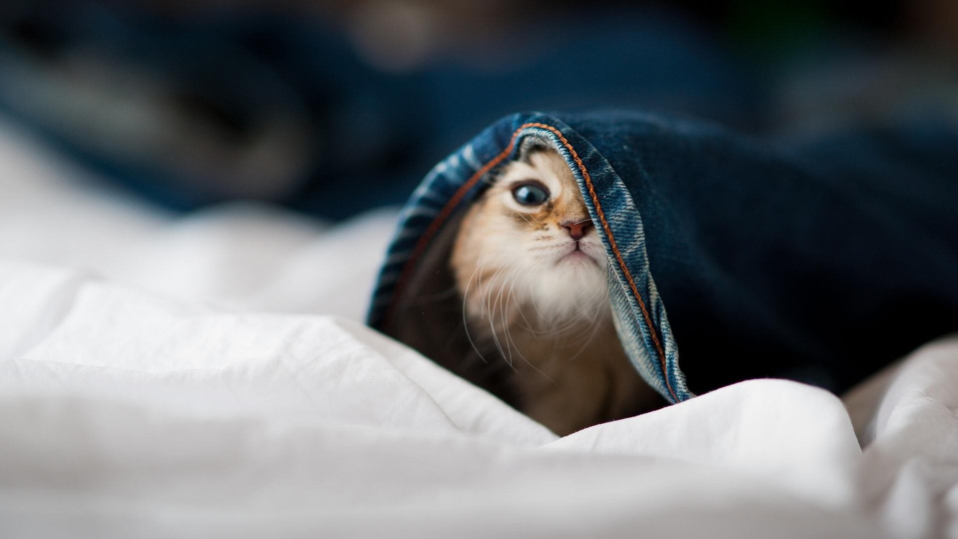 开云体育链接-特色足球文化在高校校园中形成具有影响力的特色品牌，足球特色学校是什么意思