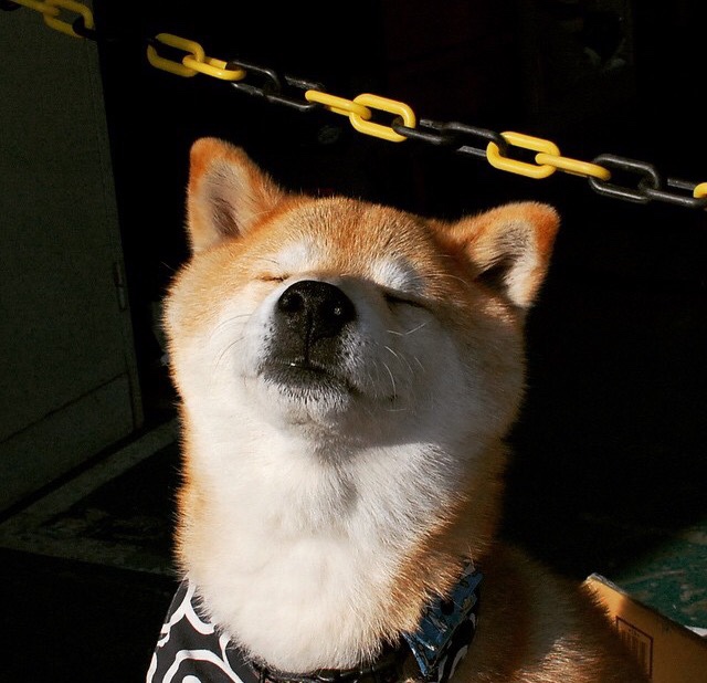 科贝特泳姿流畅展现蛙泳魅力，科贝特舰队