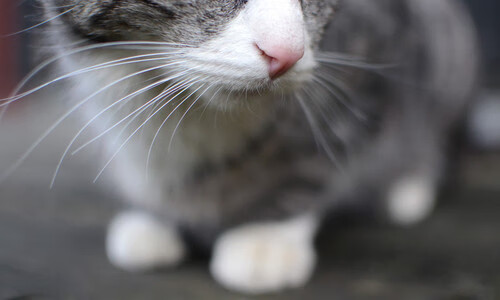 美国男篮在奥运预选赛中轻松取胜，晋级下一轮