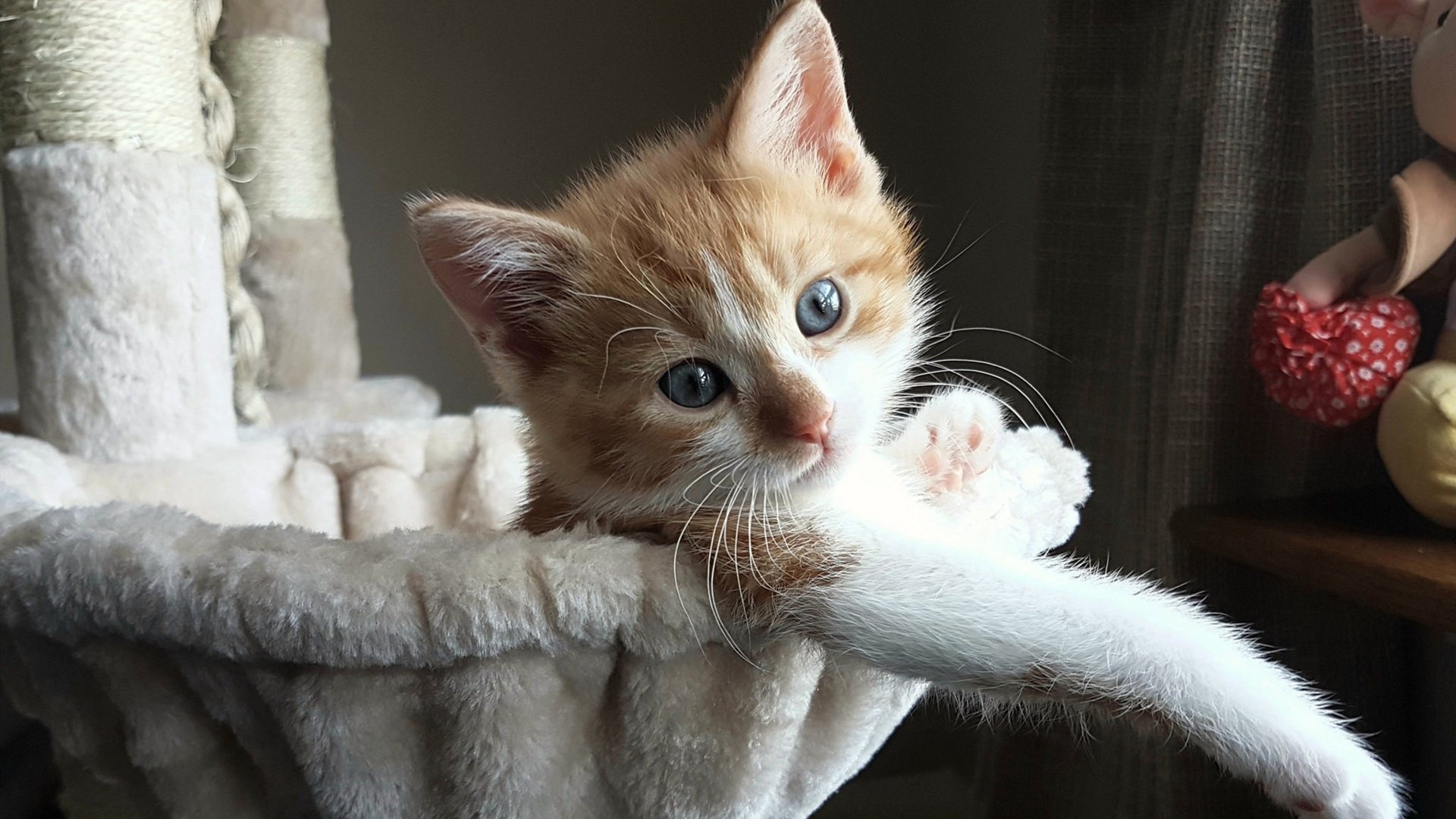 自由泳个人赛吉尔吉斯斯坦新星异军突起,自由泳国际比赛视频