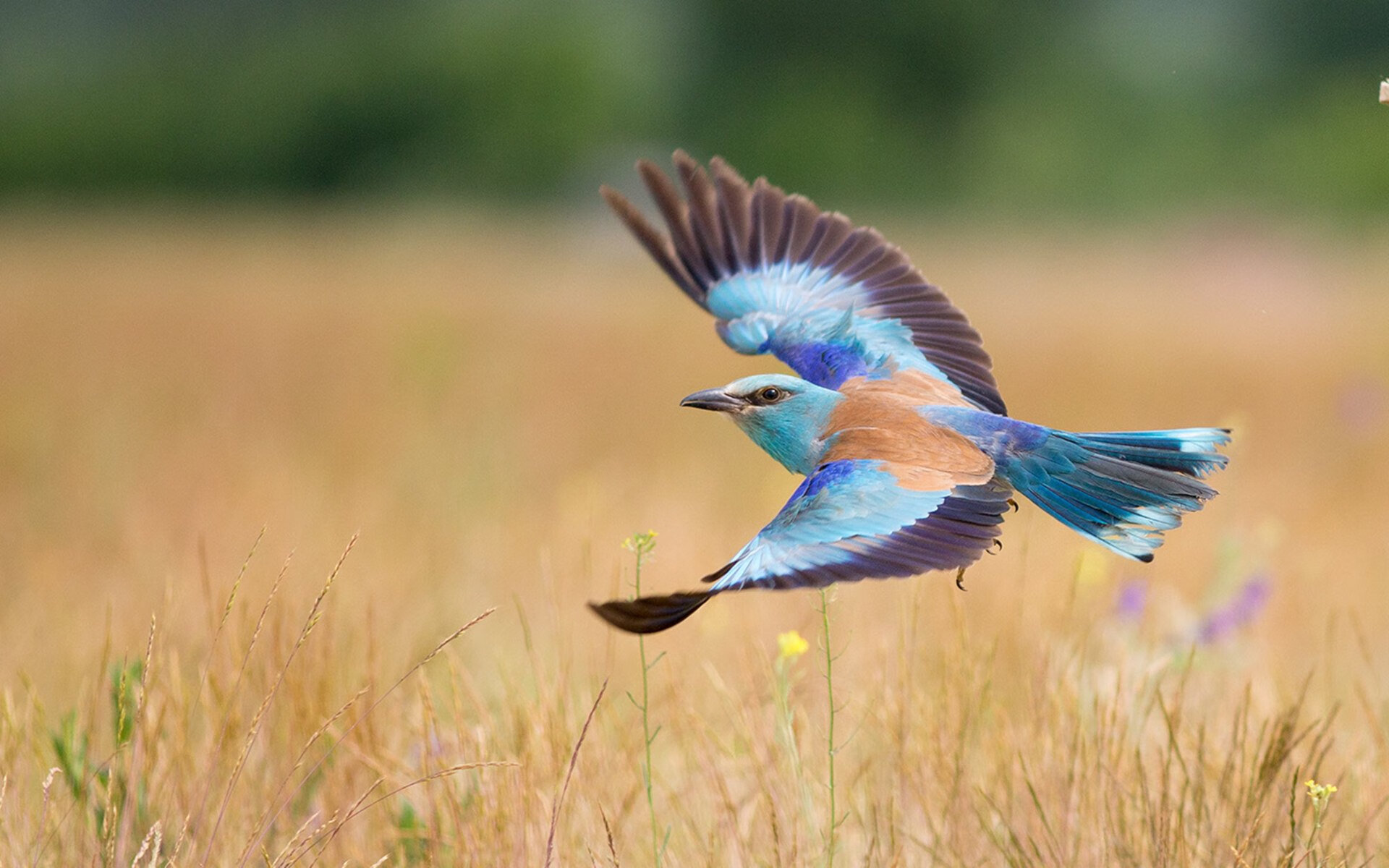 开云体育登录-艾比·德尔福：南非队防守的中坚力量，以高效的拦截减少失球，比尔和艾德