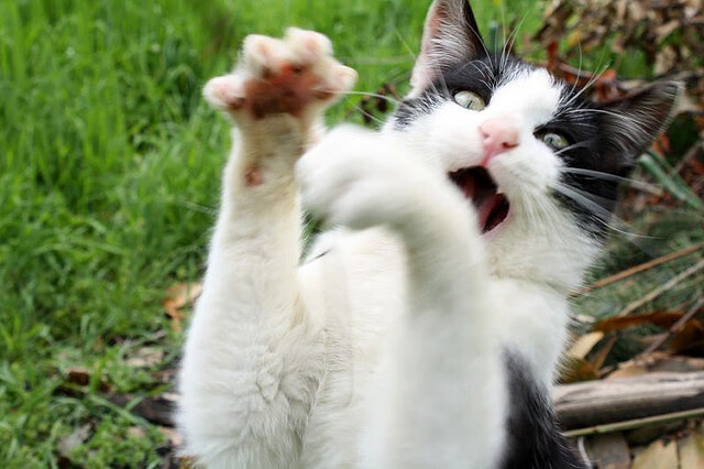 荷兰男队混合泳团体表现抢眼，荷兰队 训练