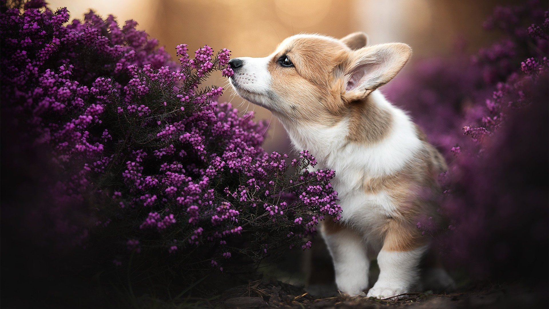 CBA每年上缴篮协1亿元，助力女篮和青少年篮球发展，cba打球一年多少钱